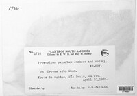 Image of Prospodium palmatum